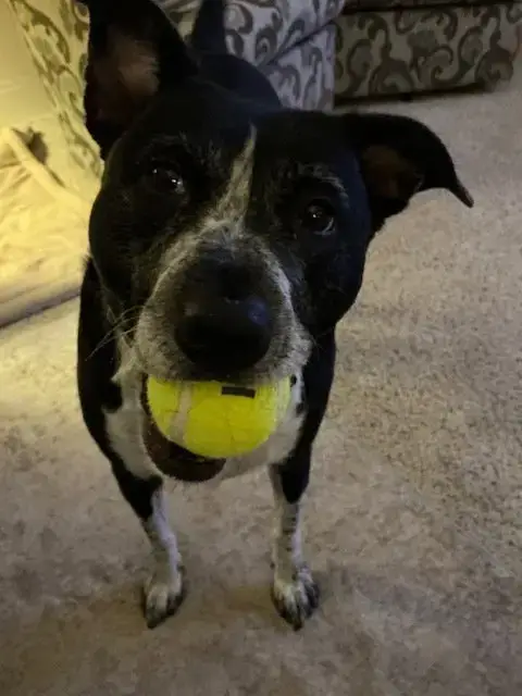 Cora photo 4