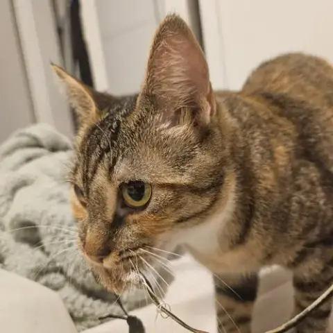 Delgato photo 3