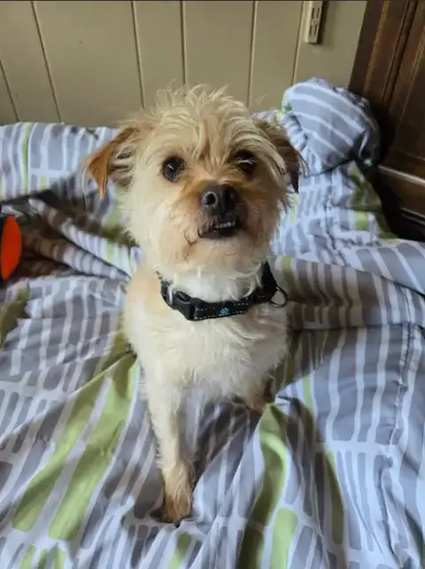 Benji In Ri