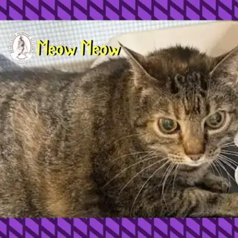 Meow Meow photo 2