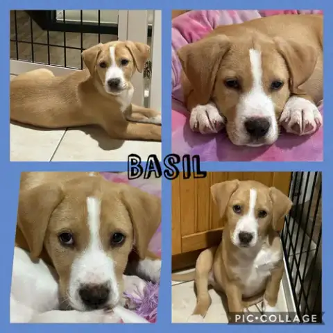 Basil