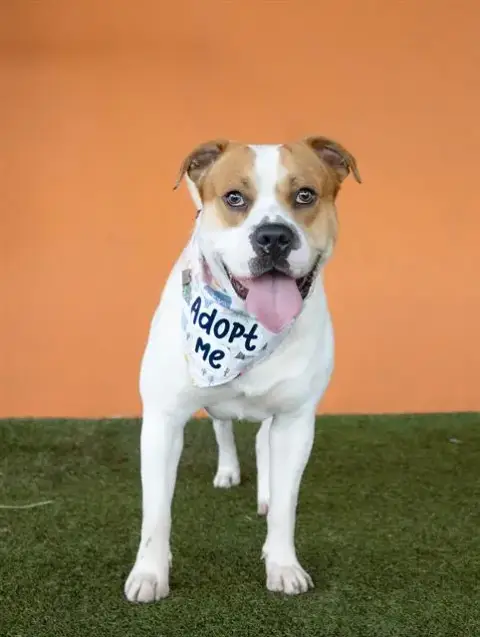 Benny