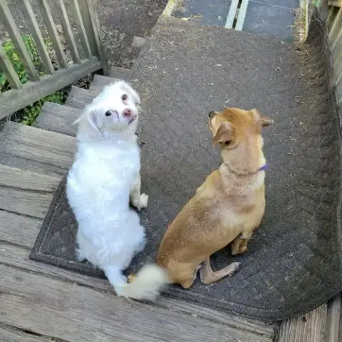 Miss Toots photo 2