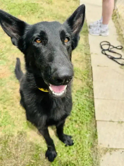 Maverick
