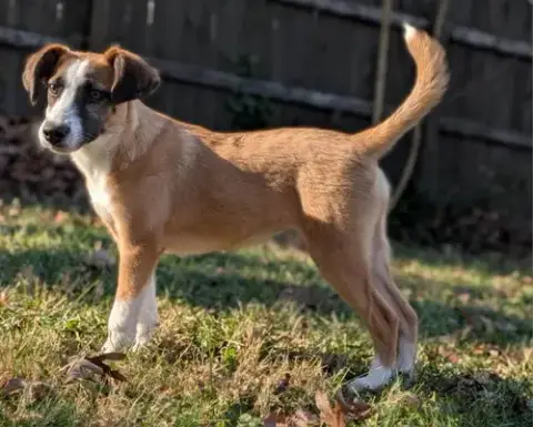 Jingle *Adopt Or Foster* photo 3