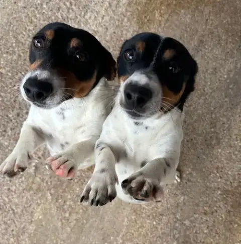 Stimpy photo 2