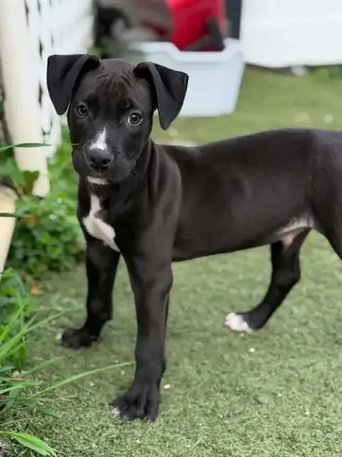 Linus