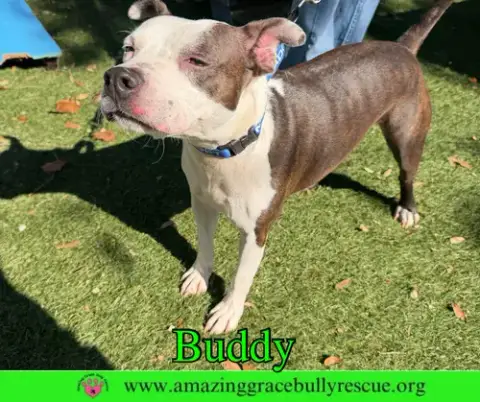 Buddy photo 4