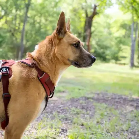 Handsome Beauregard photo 2