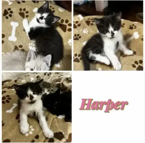Harper