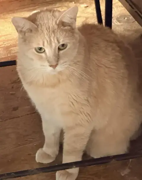 Buffy