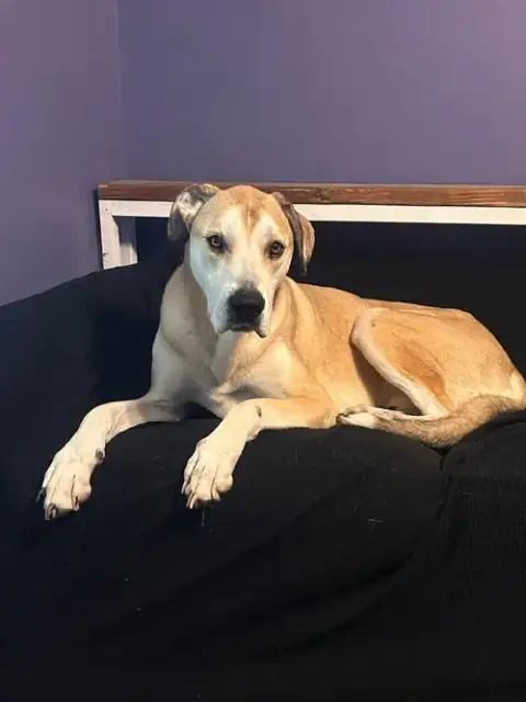Toasted Marshmallow