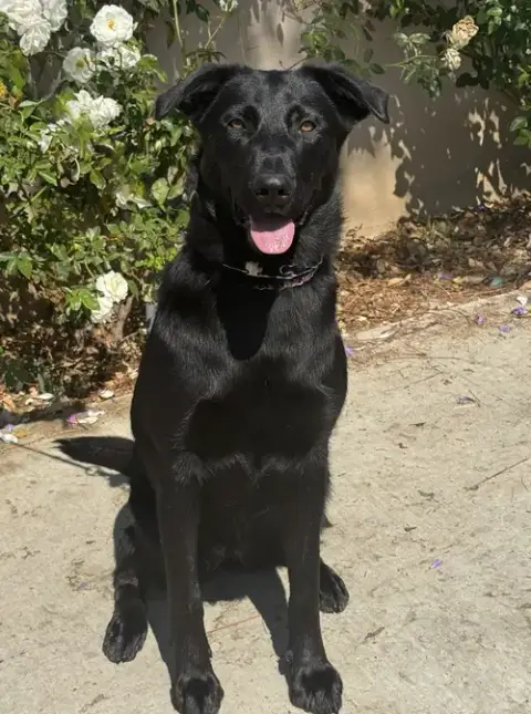 Scout photo 2