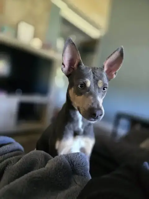 Ollie