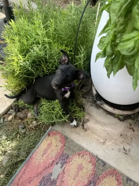 Kora photo 4