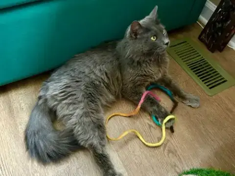 Neko photo 3