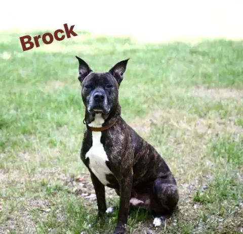Brock In Pearisburg Va