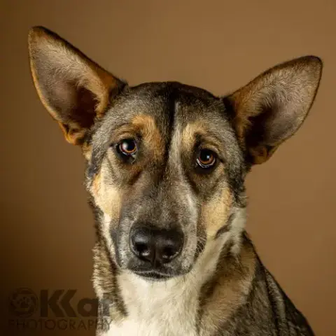 Nala photo 2