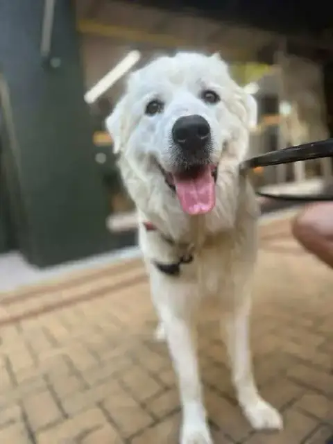 Athena The Prys