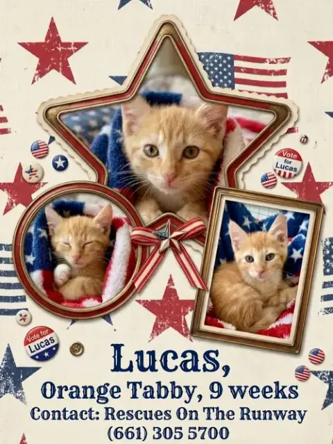 Lucas photo 2