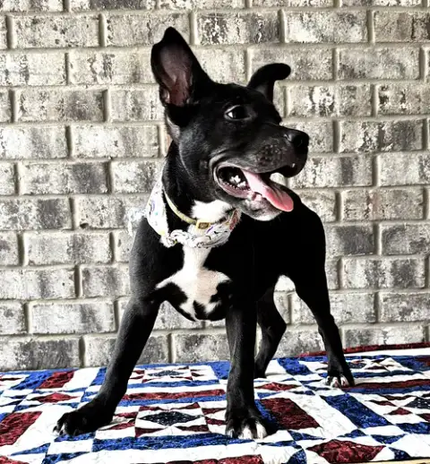 Nibs photo 4