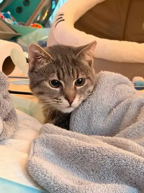 Huxley