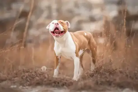Karma photo 4