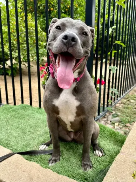 Jada photo 4