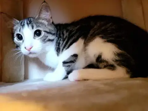 Ben