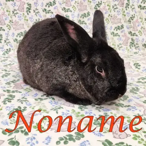 Noname