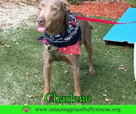 Charlene photo 4