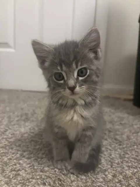Jovi