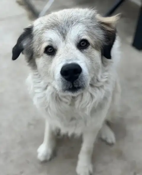 Juno
