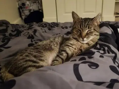 Luna photo 2