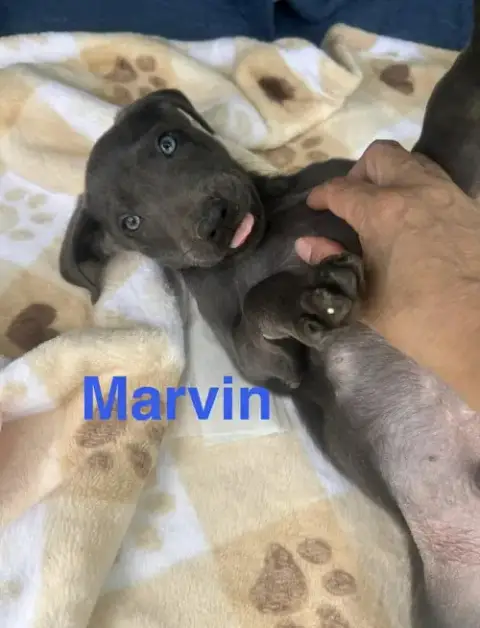 Marvin Song photo 4