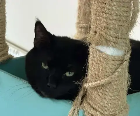 Boo