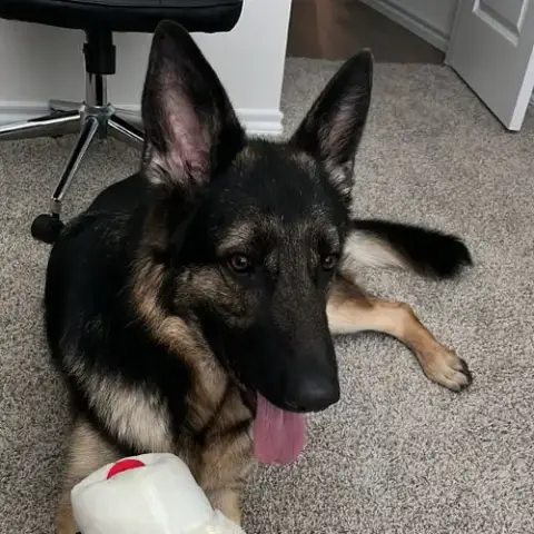 Nyla Iii