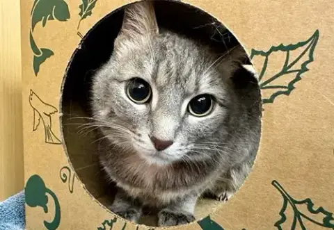 Bella