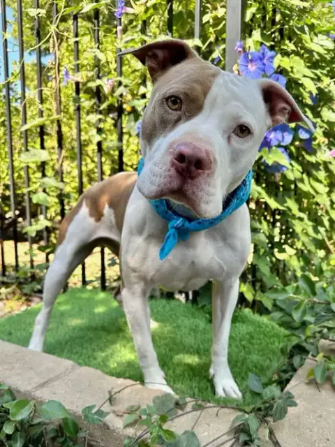 Ziggy photo 4