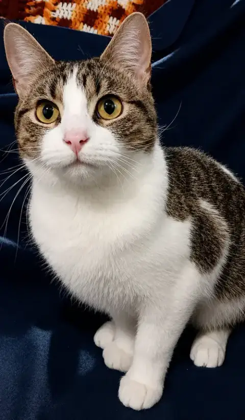 Kitten Stripes photo 2