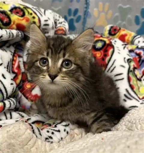 Mochi