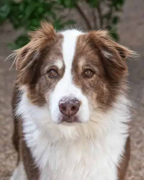 Banditt **Pending Adoption** photo 2