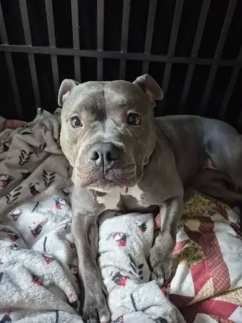 Harley photo 3
