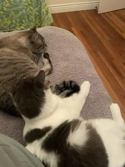 Milo And Sweetie photo 3