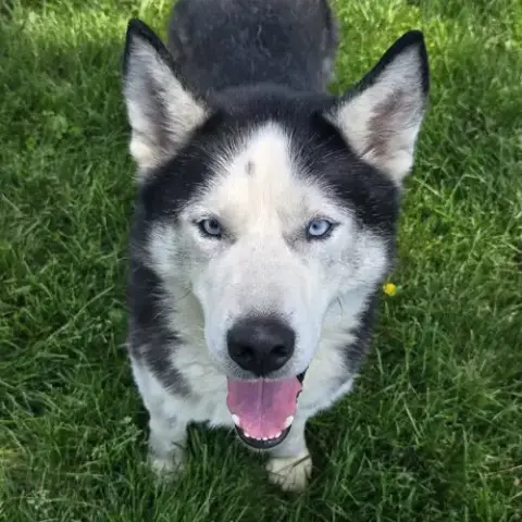 Watson