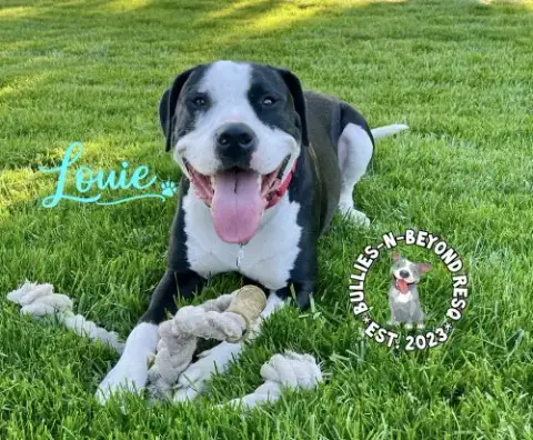 Louie