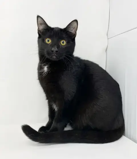 Ct Litter Felicity photo 4