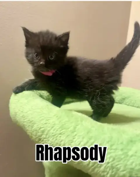Melody Cats photo 2