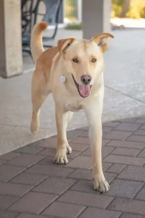 Ziggy **Adoption Pending** photo 3