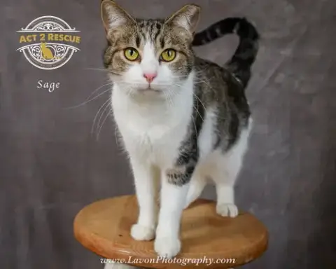 Sage 2 photo 4